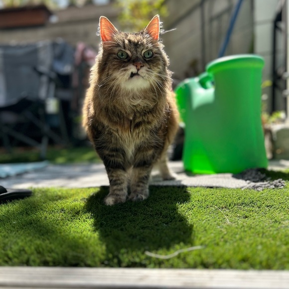 Meet your Posher, Kristy - Picture 1 of 10